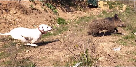 DOG ARGENTINO HUNTING