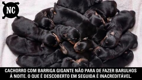 Cachorro com barriga gigante não para de fazer barulhos à noite. O que é descoberto...