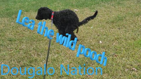 Lea the wild pooch