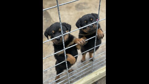 Rottweiler Puppies First Day Out DUR KENNEL.