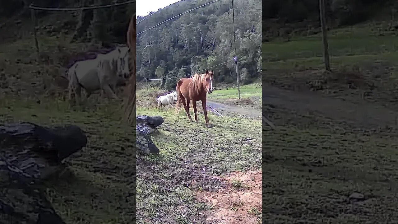 The secret lives of Brumbies