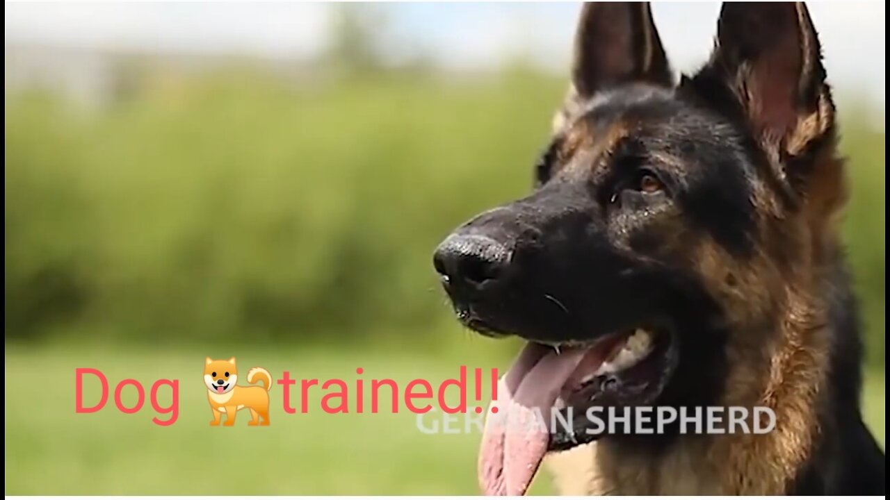 German shepherd dog 🐶 training !!