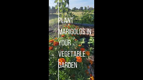 Growing Marigolds in Your Garden as a Beautiful Pest Deterrent