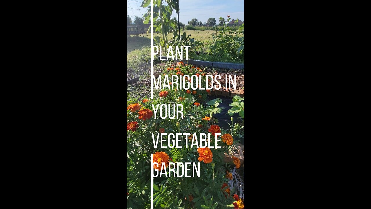 Growing Marigolds in Your Garden as a Beautiful Pest Deterrent