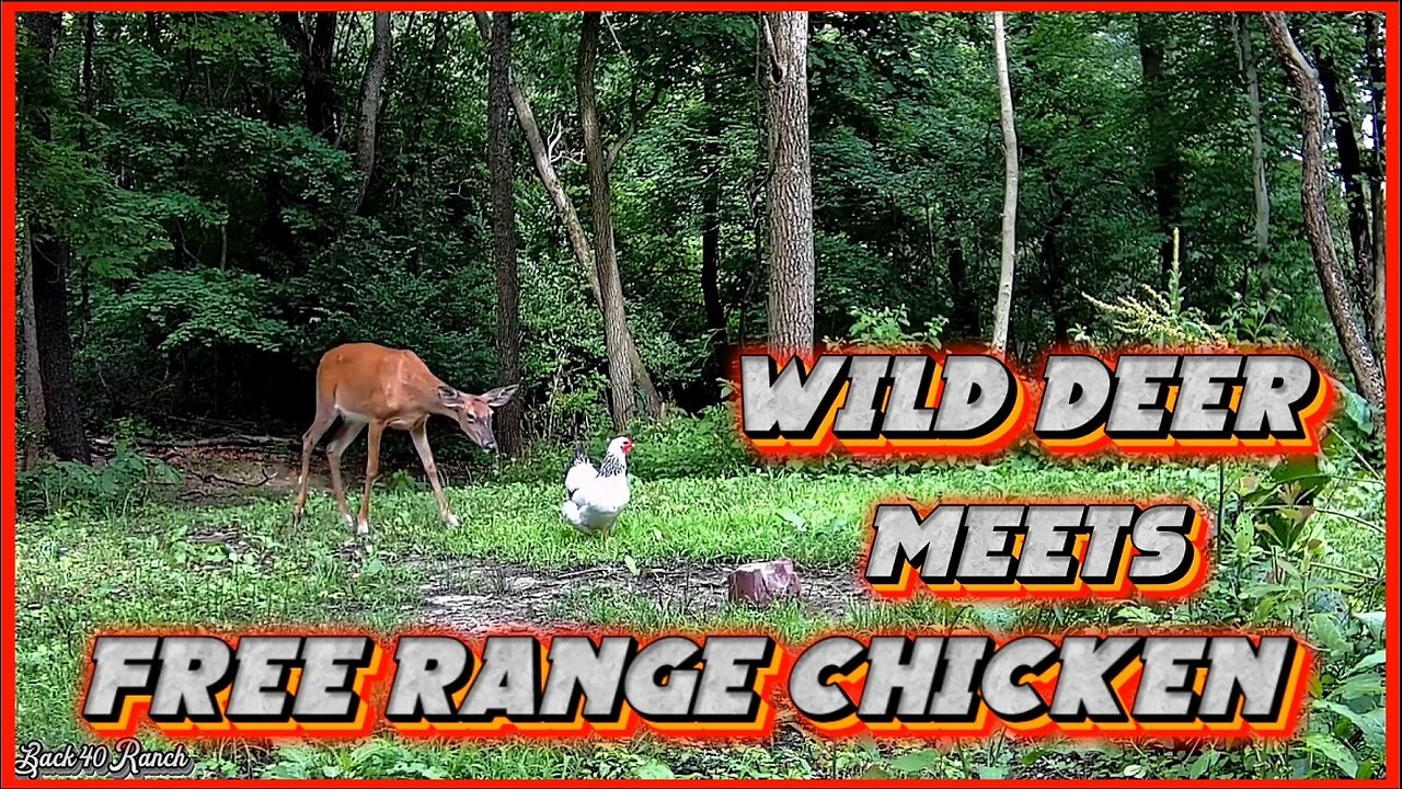 A wild deer and a free range chicken meet in the woods