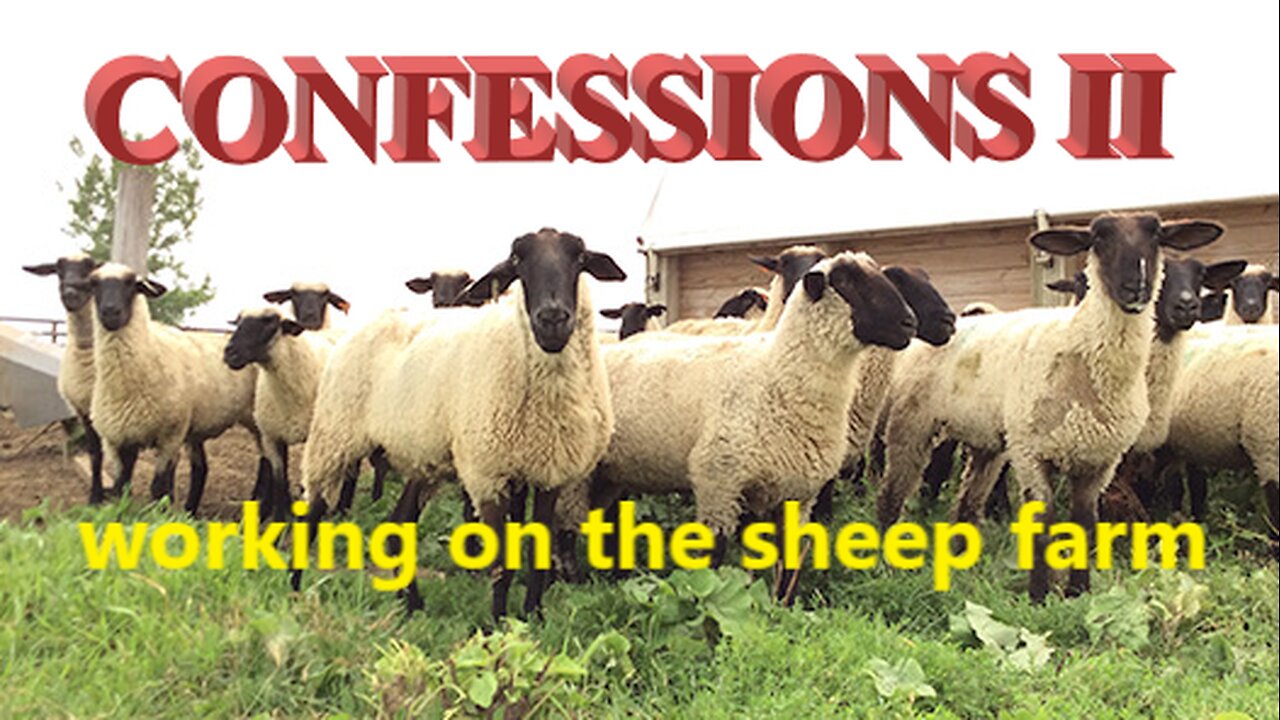 CONFESSIONS II working on the sheep farm