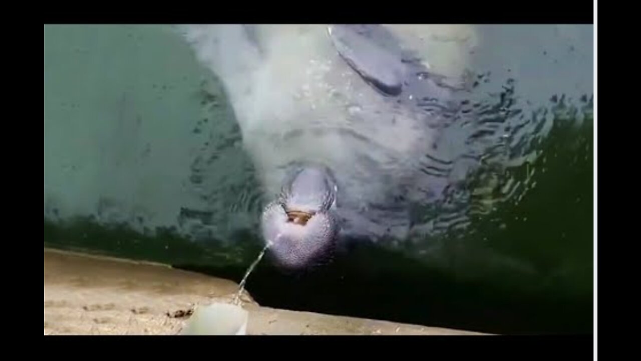 Manatee Caught Drinking Water