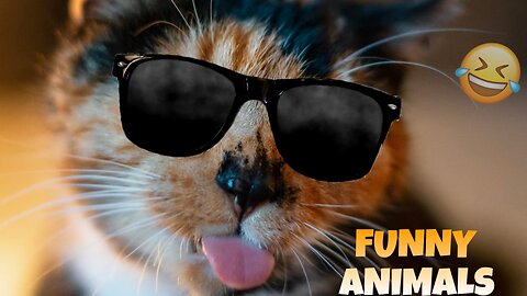 Funny Animals || Funny videos combined