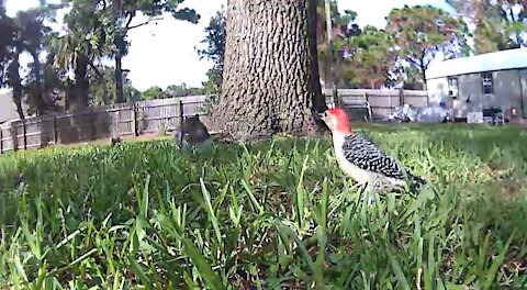 Woodpecker grabbed his nutz and flew