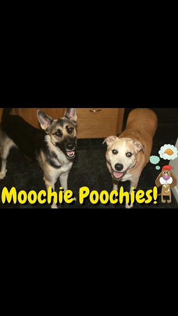 #shorts 1 Dog Treat is Never Enough 😂