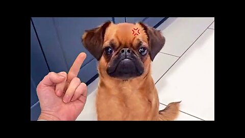 Funniest Animals Video Funny Dogs And Cats Try Not To Laugh Animals