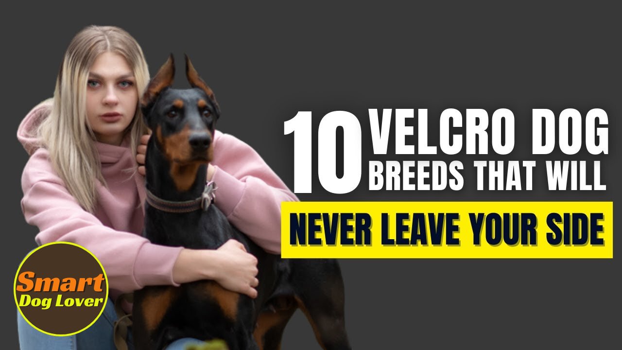 10 Velcro Dog Breeds That Will Never Leave Your Side| Dog Training Tips