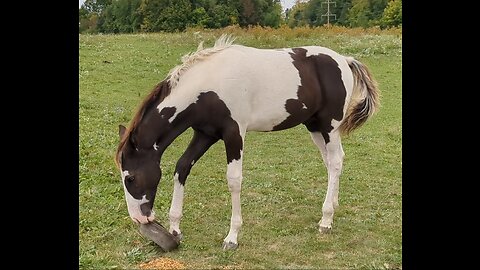 Bandit the weanling pinto TWH eating his evening grain - 26 Sept 2023