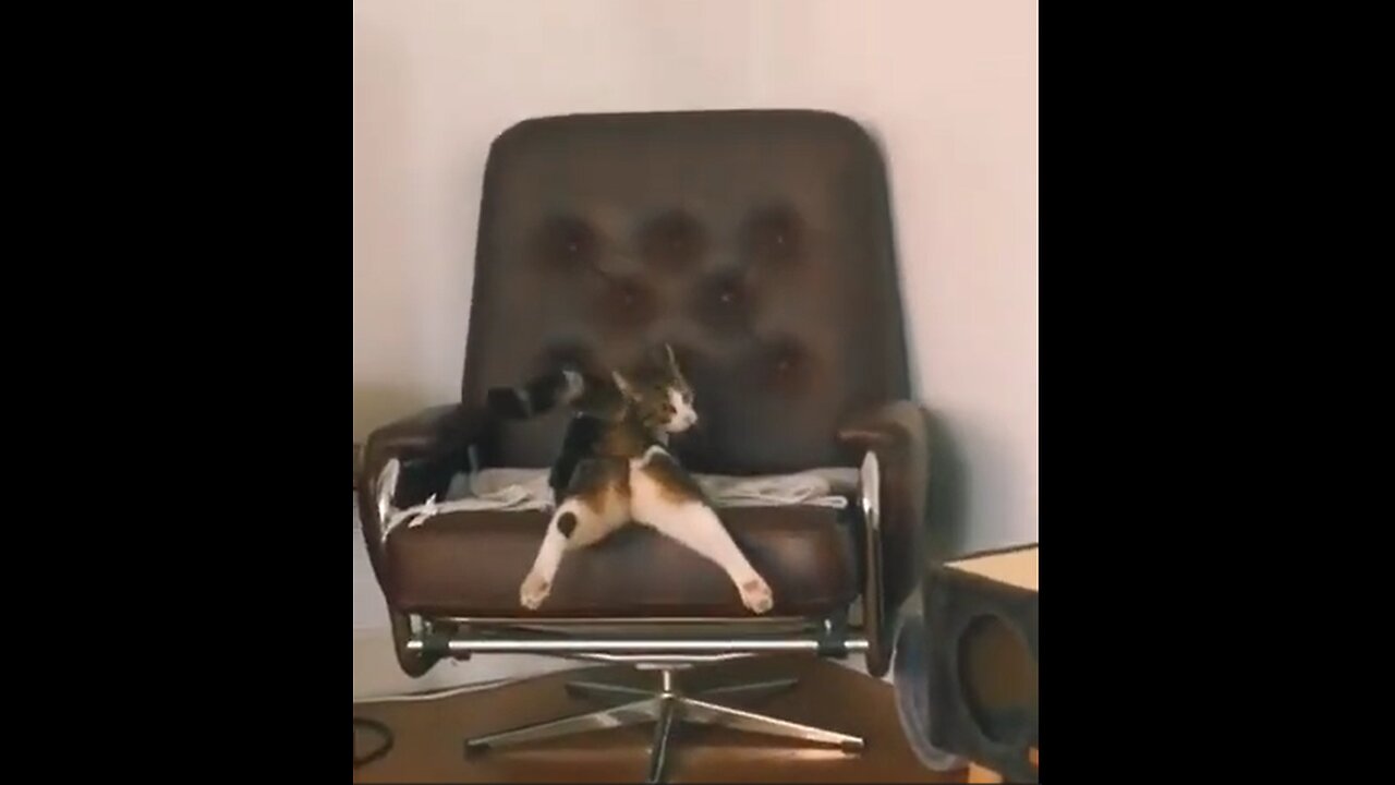 Try not to Laugh🤣 Funny Animals😹