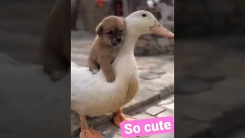 Dog and duck so cute #shorts