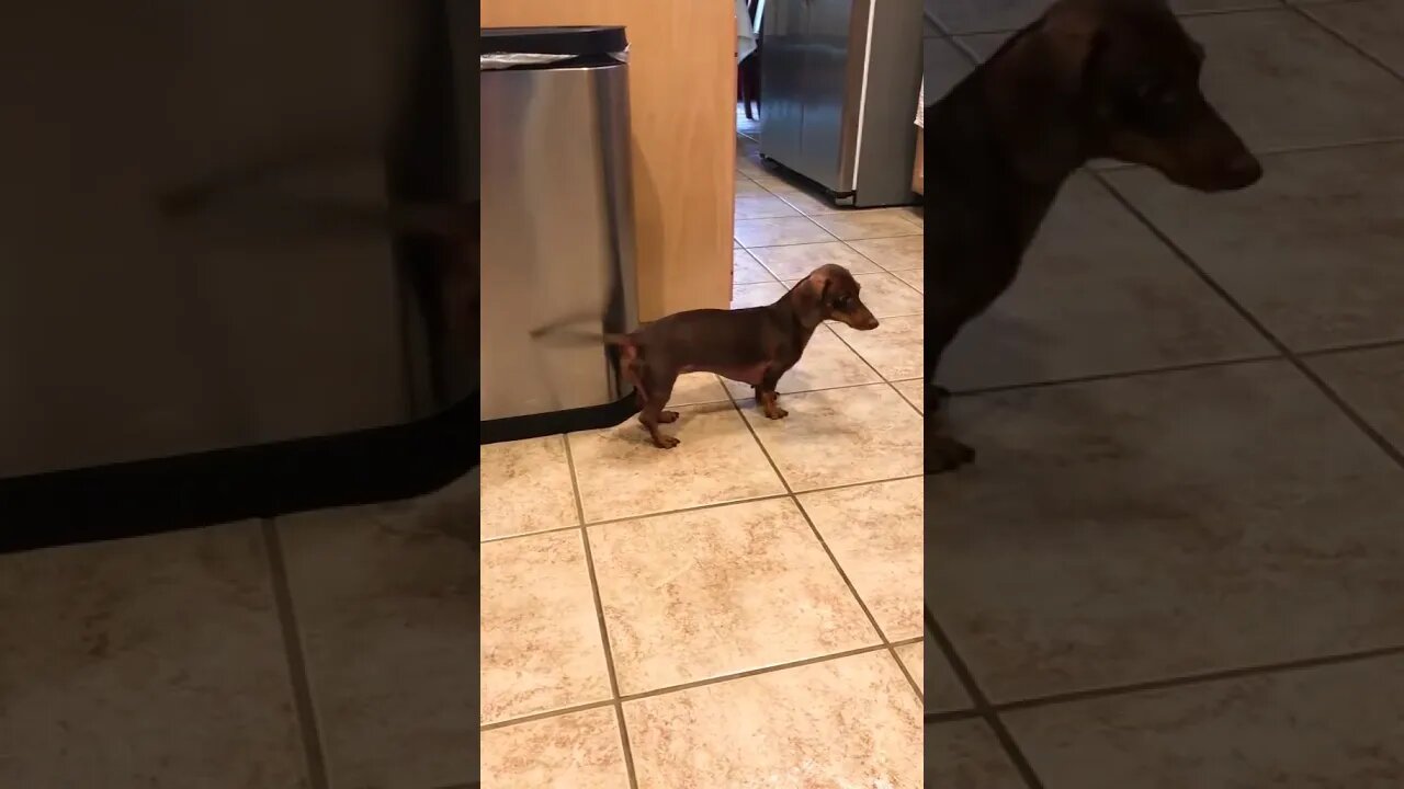Beautiful dog