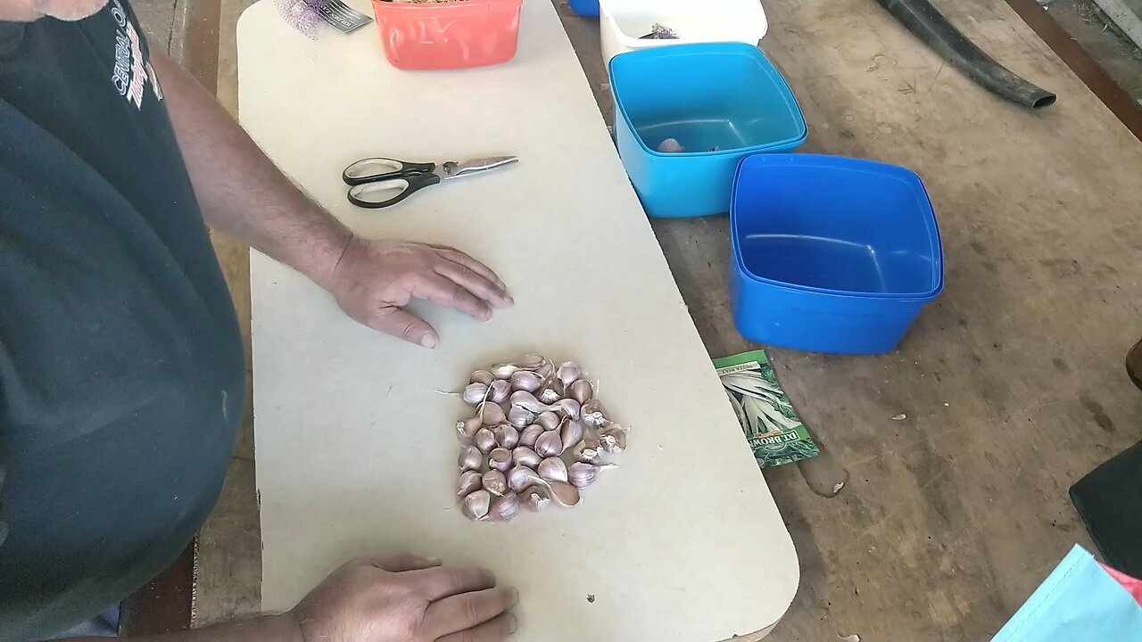 Garlic Planting The Correct Way