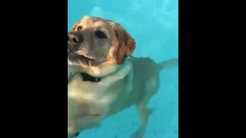 Dog discovered you can stand in the pool