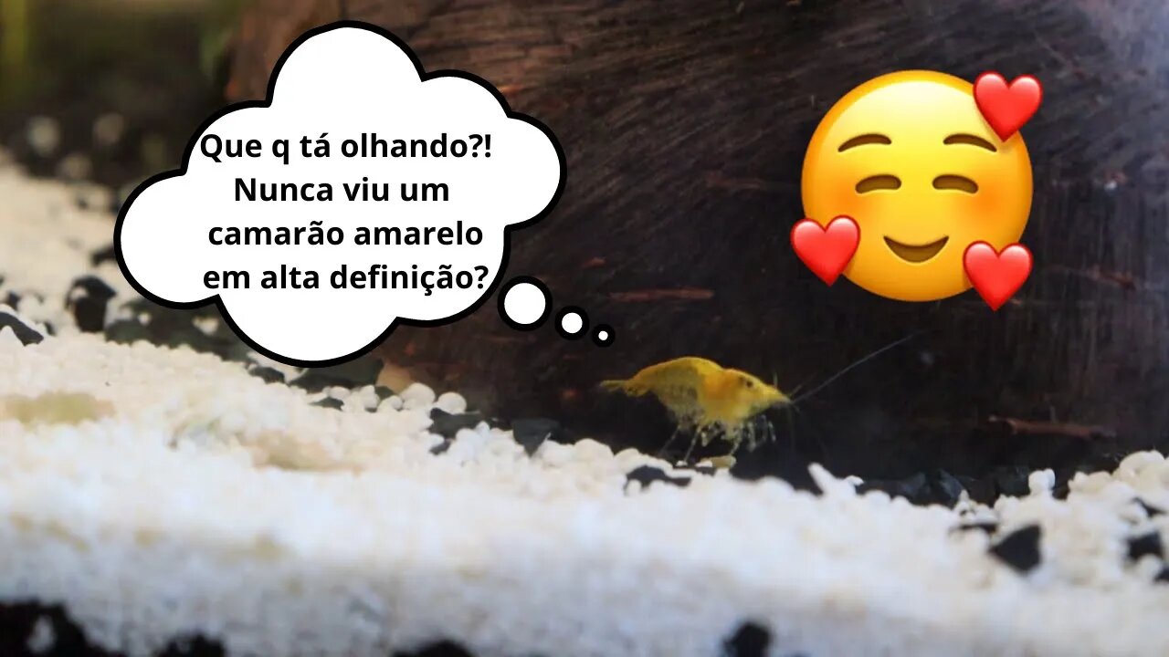 Camarões Neocaridina do Aquário de Guppy da Ariana - Primeiros Registros