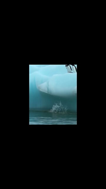 pinguins desastrados 🤣🤣🤣