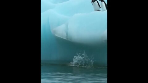 pinguins desastrados 🤣🤣🤣