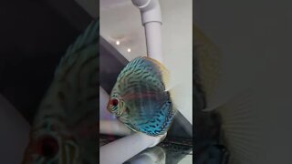 Discus with fry