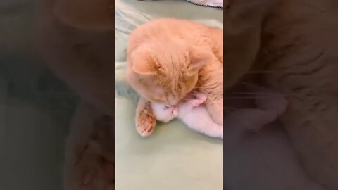 cute kitten