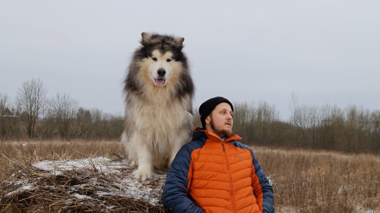 Man Posing with Alaskan Malamute Dog Outdoors