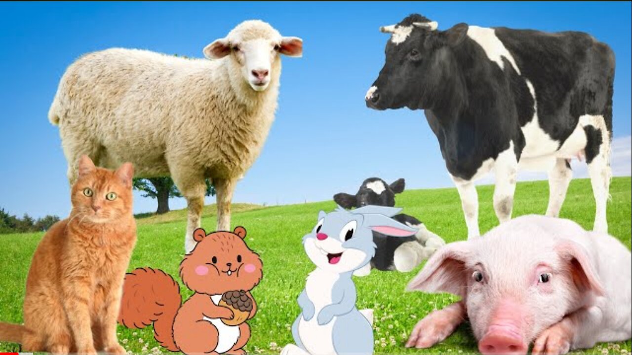Secrets of Animal Life - Rabbit, Cat, Cow, Sheep, Pig Animal Moments