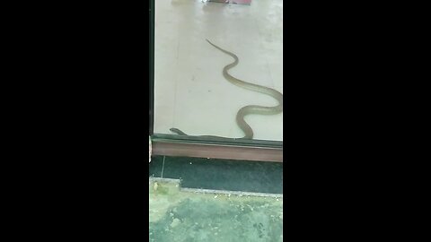 Snake in ATM