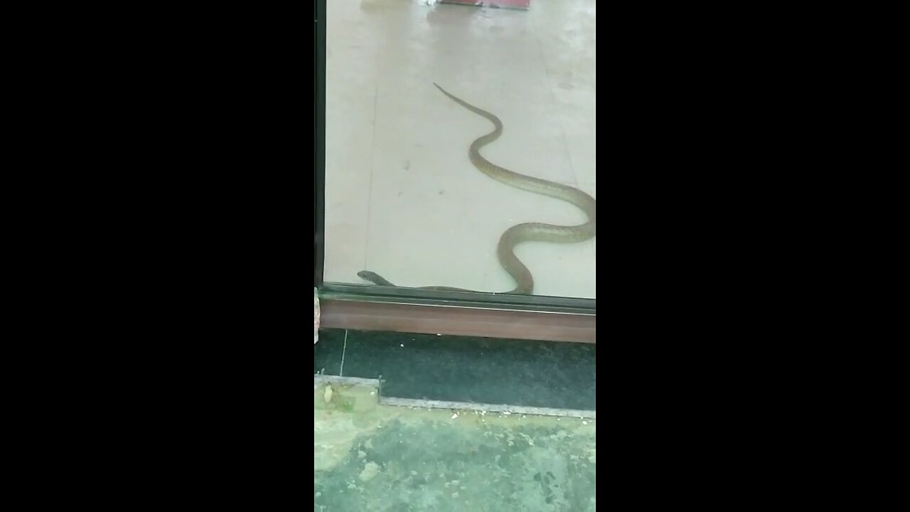 Snake in ATM