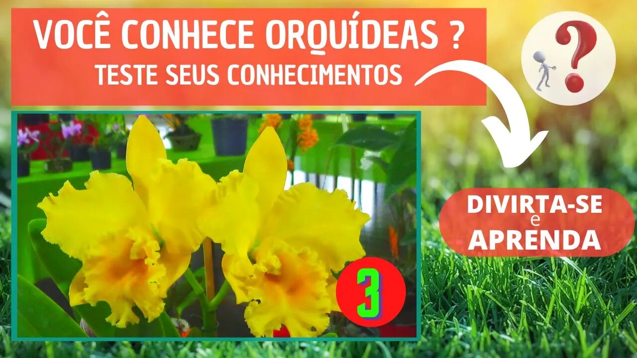 VOCÊ CONHECE ORQUIDEAS ? QUAL O NOME DESSA ORQUIDEA? DIVIRTA-SE IDENTIFICANDO ESSA ORQUÍDEA