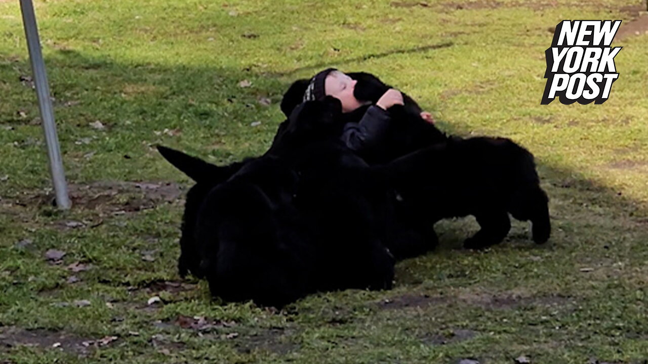 5-year-old swallowed up by Newfoundland puppy pile