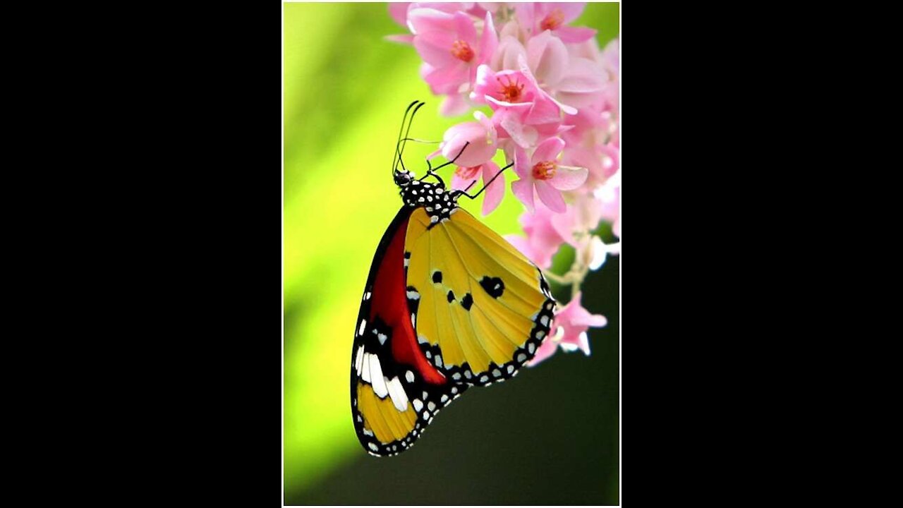 Beautiful Yellow Flower And A Butterfly