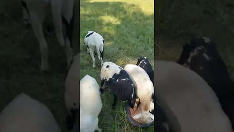 BRUSH CONTROL. 2 #shorts #homesteading #ranching