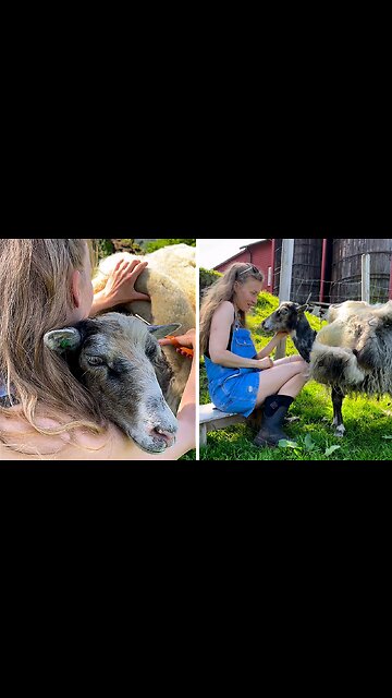 Adorable sheep finally gets her wool off