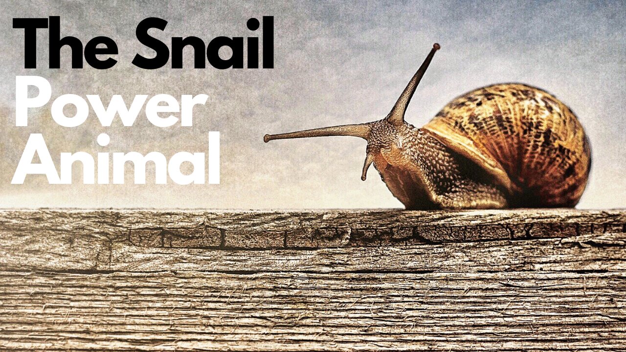 The Snail Power Animal