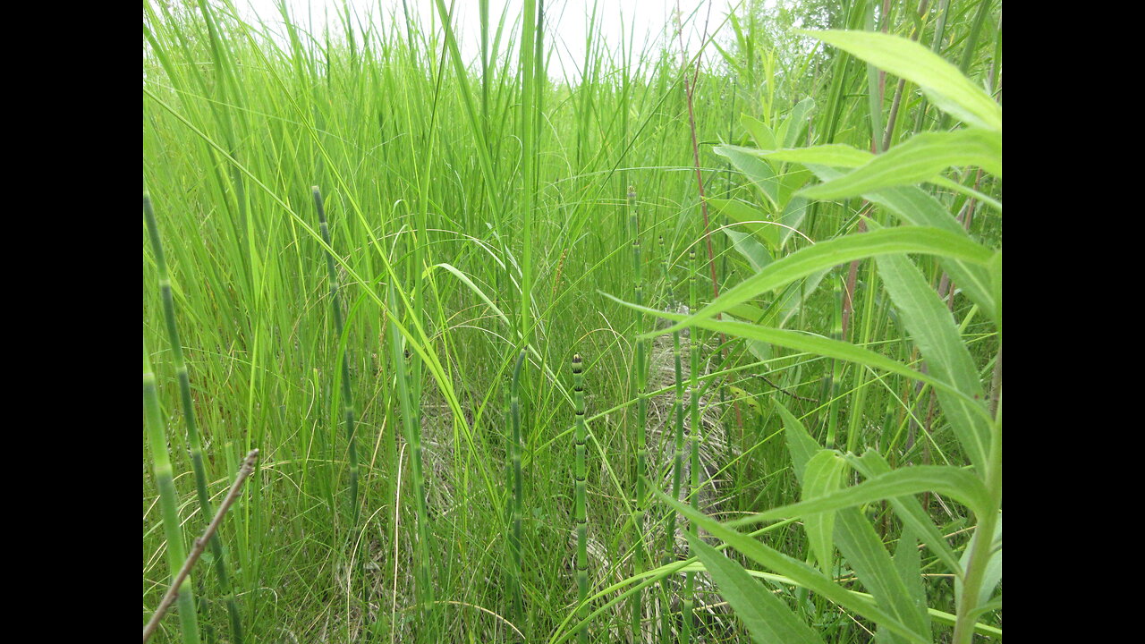 Must Be Summer Horsetail Reed June 2023