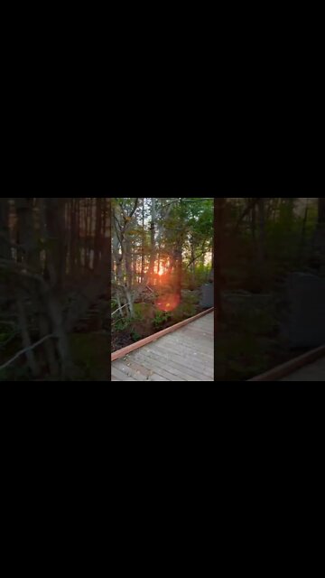 Sunset peeking through the trees