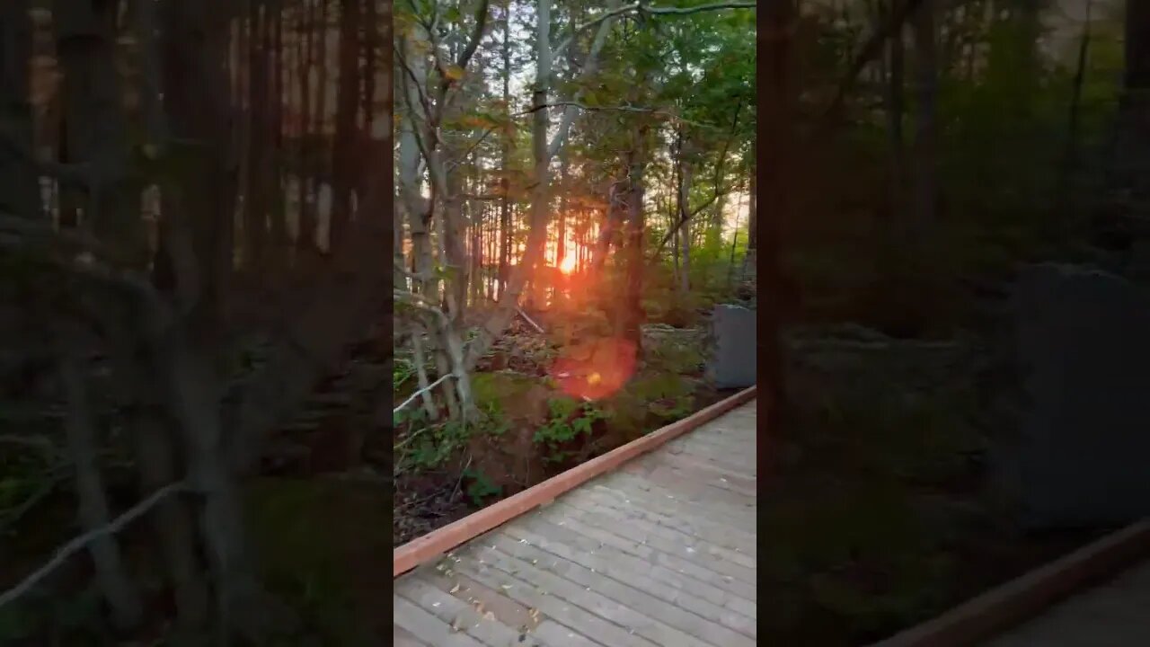 Sunset peeking through the trees