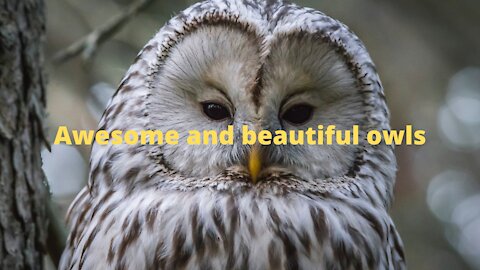 The beauty and grace of beautiful colored owls