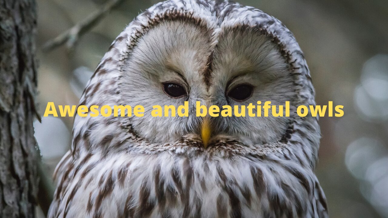 The beauty and grace of beautiful colored owls