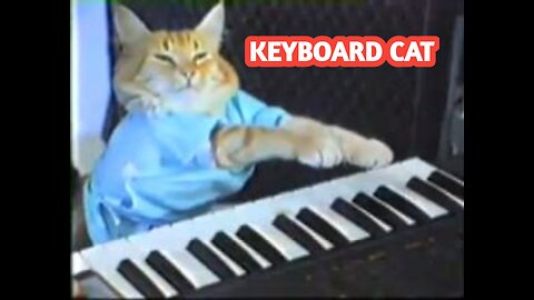 Keyboard Cat😂