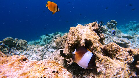 Maldives Coral Restoration Site