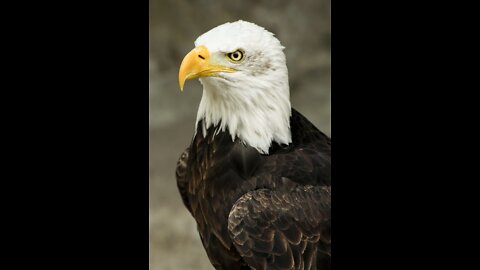 GOLDEN EAGLE - winged raptor that even attacks wolves!