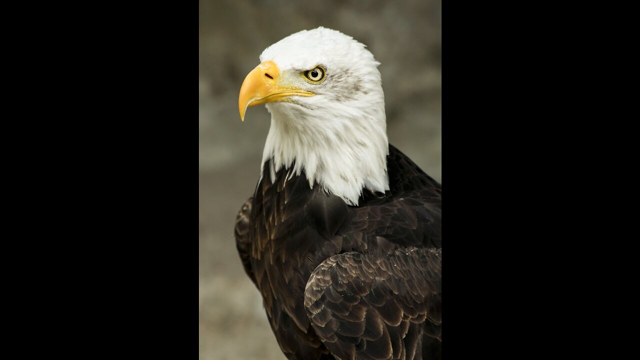 GOLDEN EAGLE - winged raptor that even attacks wolves!