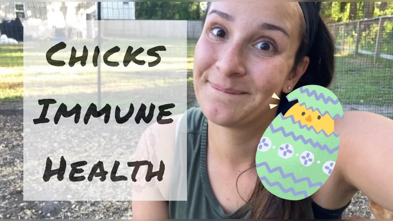 Learning to Strengthen a Chick’s Immune System | In The Garden Again | #backyardchickens