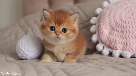 Cute cats