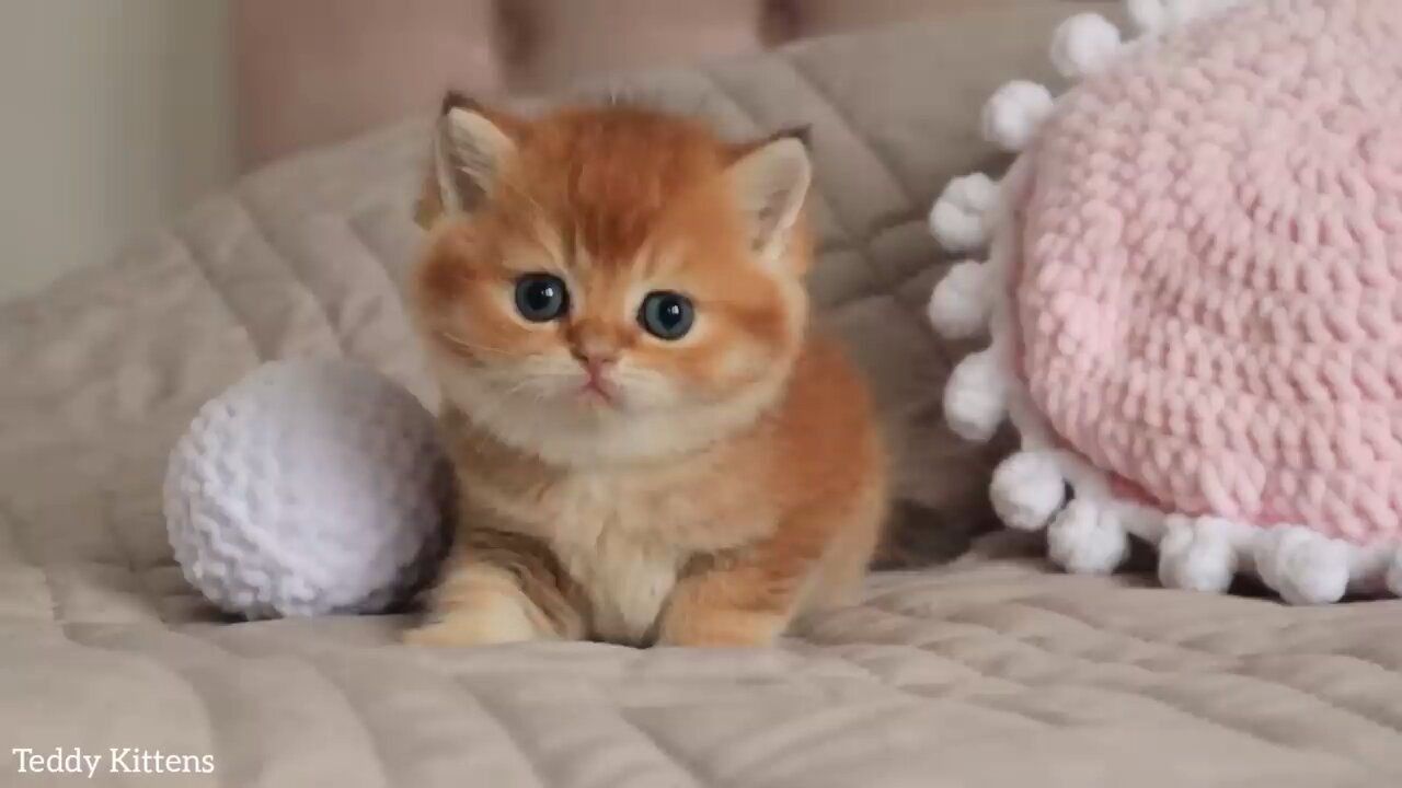Cute cats