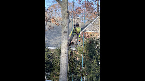 Gallo Tree Service